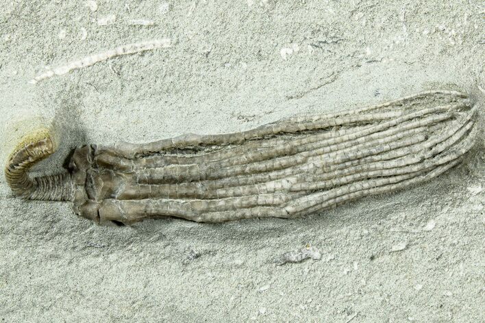 Fossil Crinoid (Abrotocrinus) - Crawfordsville, Indiana #231921